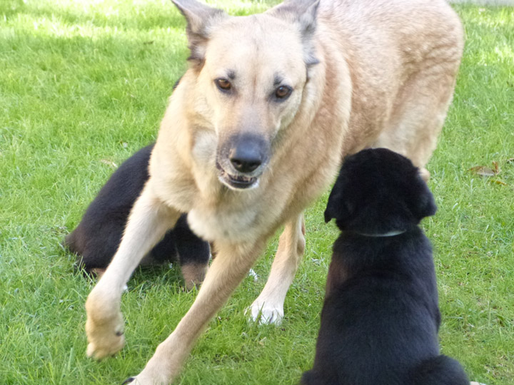 chinook dog